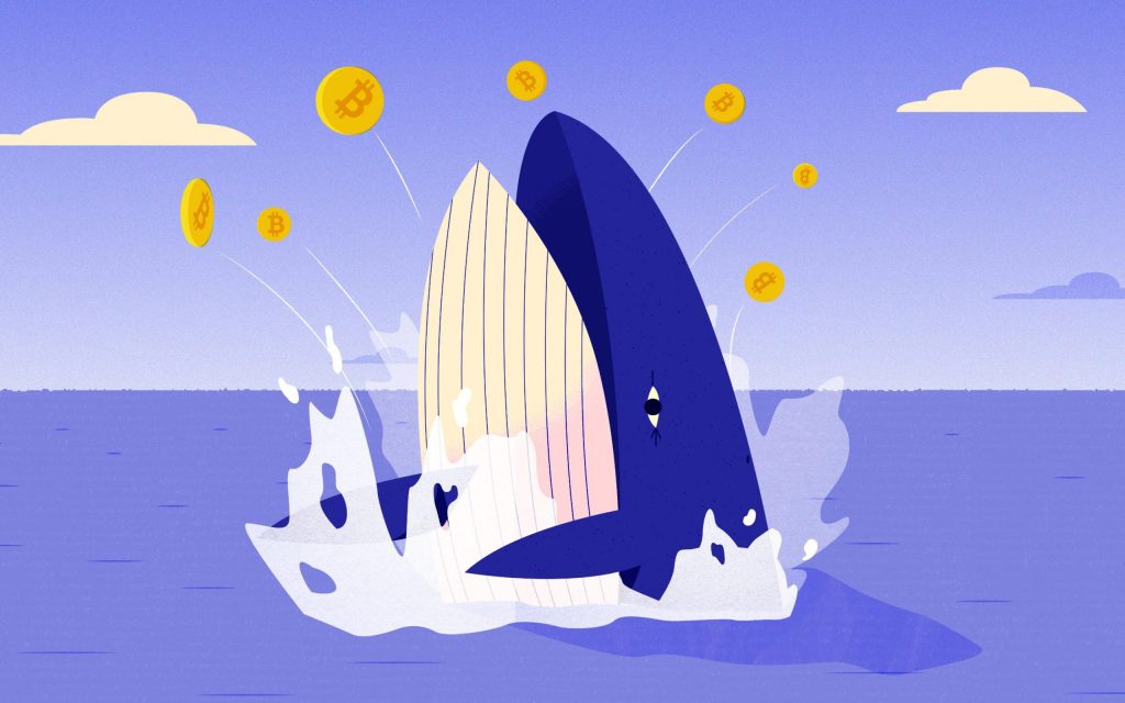 Các cá voi Bitcoin tiếp tục “buy the dip